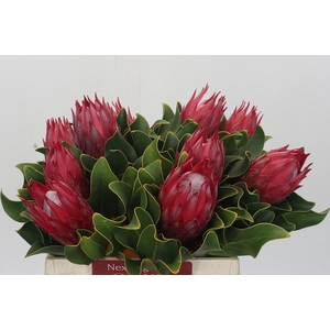 Protea Cynaroides Madiba