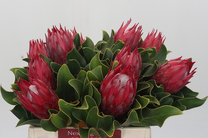 <h4>Protea Cynaroides Madiba</h4>