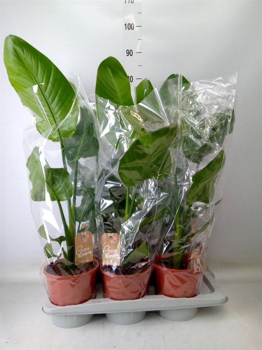 <h4>Strelitzia nicolai</h4>