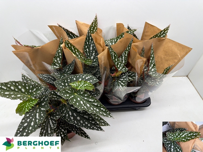 <h4>BEG MA SPOTL GREEN</h4>