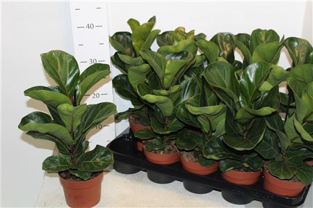 <h4>Ficus Lyrata Bambino</h4>