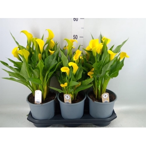 Zantedeschia  'Sunclub'