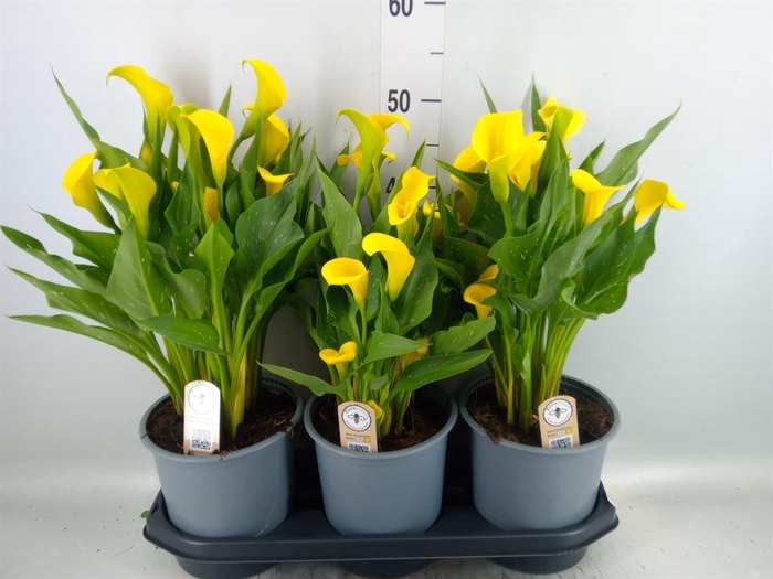 <h4>Zantedeschia  'Sunclub'</h4>
