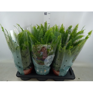 Nephrolepis exal. 'Green Lady'