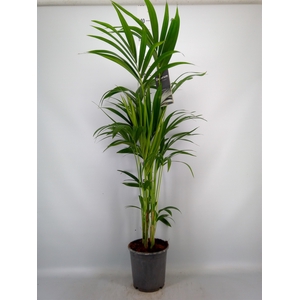 Howea forsteriana