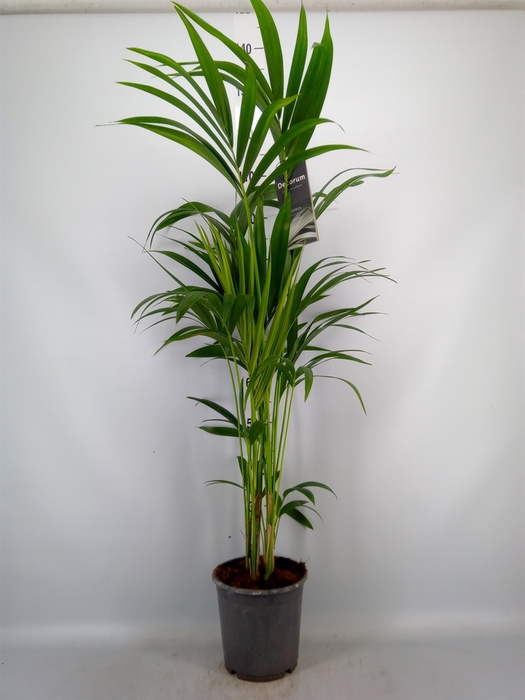 <h4>Howea forsteriana</h4>