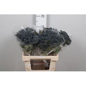 Viburnum Inge