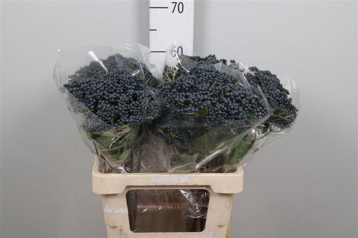 <h4>Viburnum Inge</h4>