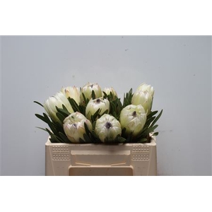 Protea White Night