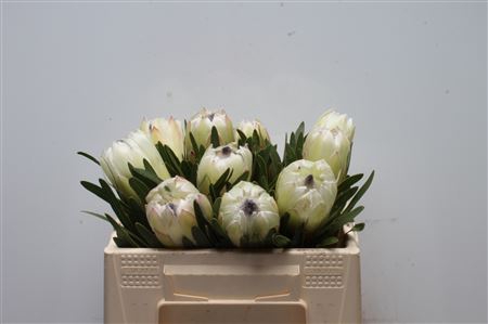 <h4>Protea White Night</h4>