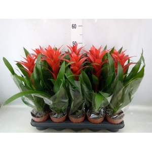 Guzmania  'Ostara'