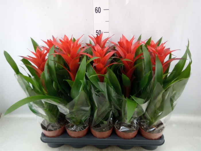 Guzmania  'Ostara'