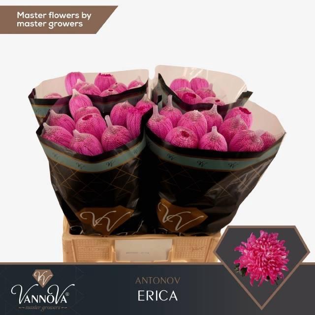 <h4>CHR G ANTONOV KLB H%</h4>