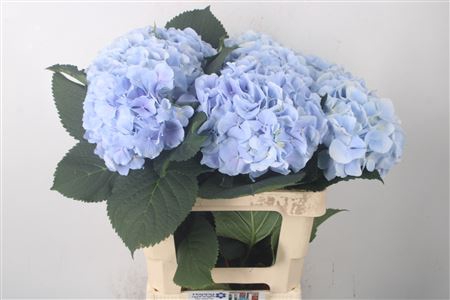 <h4>Hydr M Verena Pale Blue</h4>