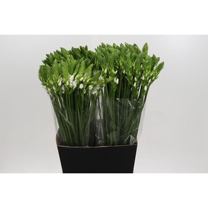 Ornithogalum Thyrsoides BIG WHITE