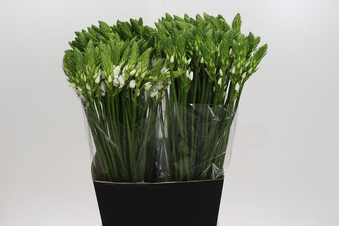 <h4>Ornithogalum Thyrsoides</h4>