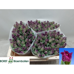 TU CO CROWN  NEGRITA