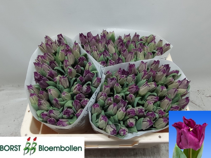 <h4>TU CO CROWN  NEGRITA</h4>