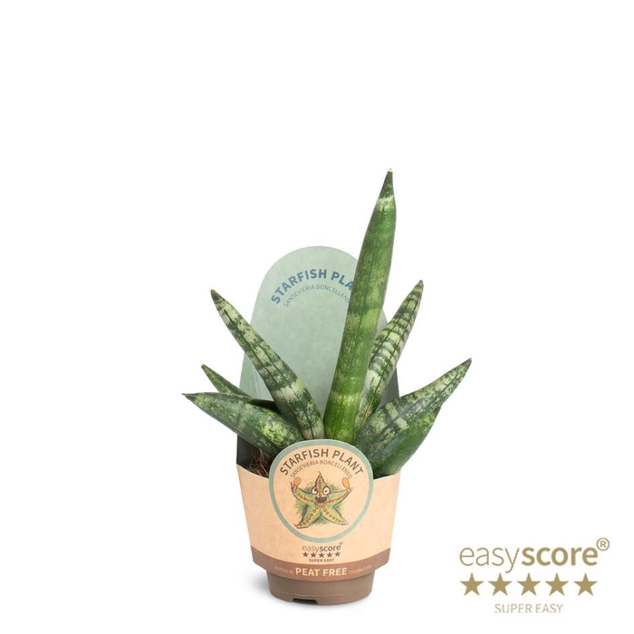 <h4>SANSEVIERIA BONCELLENSIS</h4>