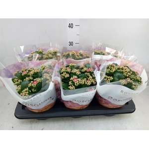 Kalanchoe blos. 'RosDon Nando'