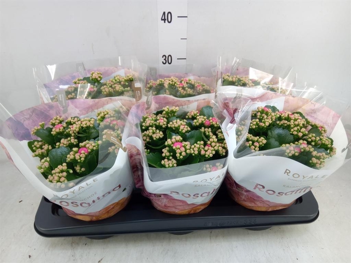 <h4>Kalanchoe blos. 'RosDon Nando'</h4>