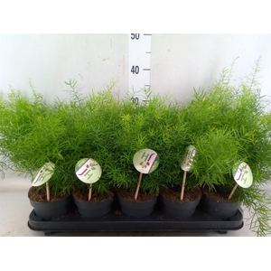 Asparagus dens. 'Sprengeri'
