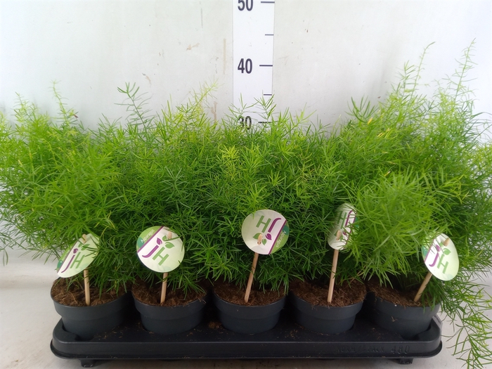 <h4>Asparagus dens. 'Sprengeri'</h4>