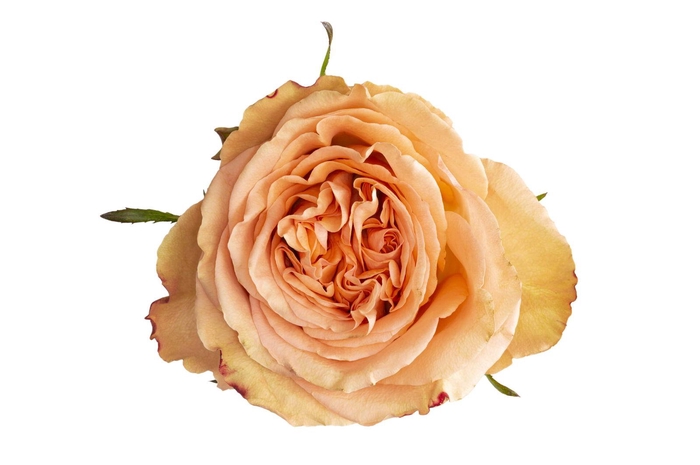 <h4>R GR COUNTRY HOME</h4>