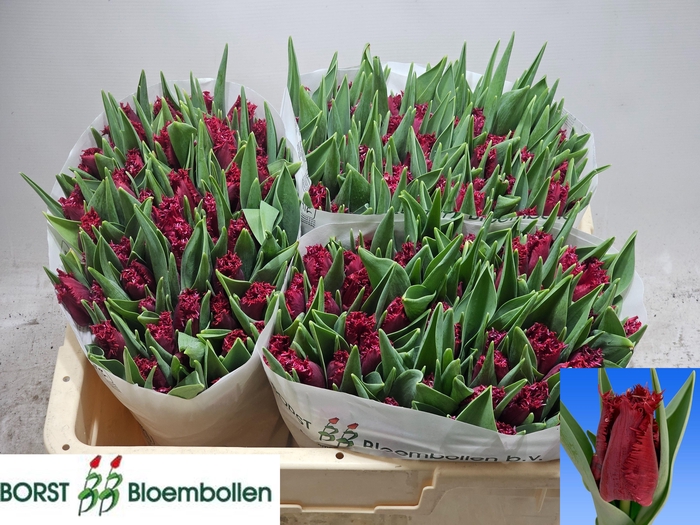 <h4>TU FR PHILLY BELLE</h4>