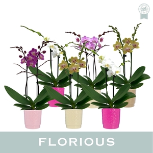 No9 Phalanopsis 2 Tak Mix+Deco