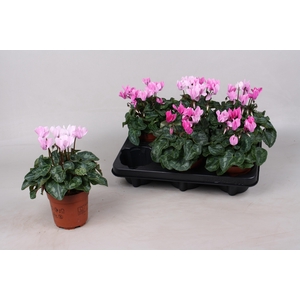 !! PROMO !! CYCL SUPER CRAYON ROSA