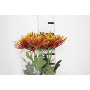 ANASTASIA CHISPA 080 CM BICOLOR
