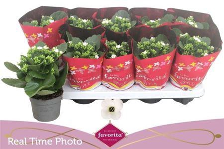 Kal En Asteria White