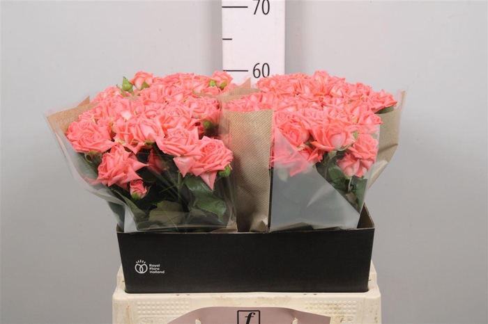 <h4>R Tr Barbados</h4>