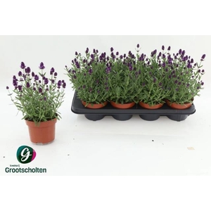 LAVANDULA HIDCOTE P13
