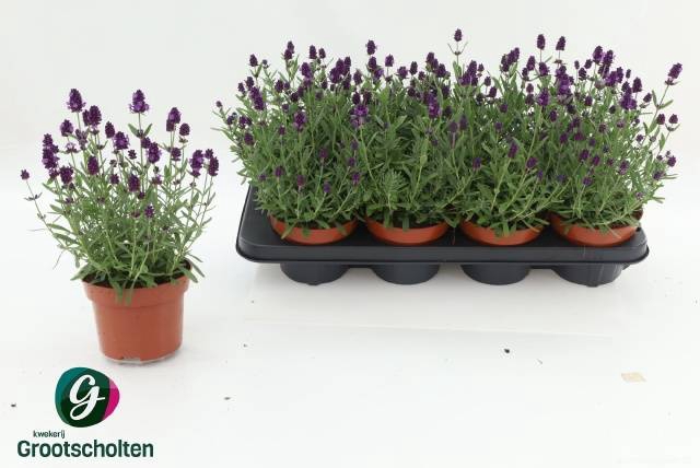 <h4>LAVANDULA HIDCOTE P13</h4>
