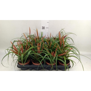 Tillandsia flabellata