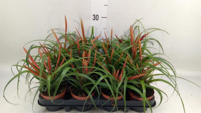 <h4>Tillandsia flabellata</h4>