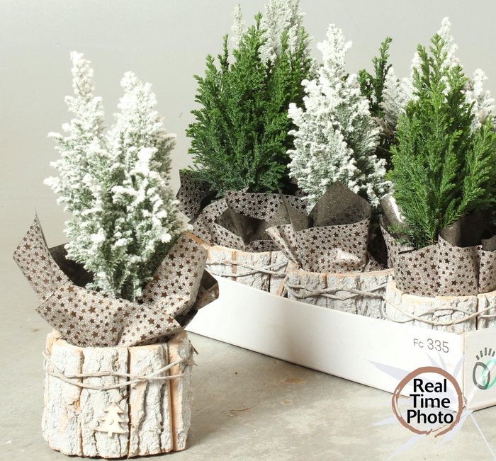 <h4>CHAM L ELLWOODII</h4>