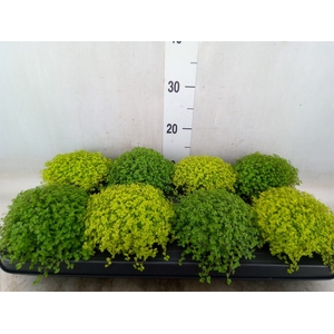 Soleirolia soleirolii   ...mix 2