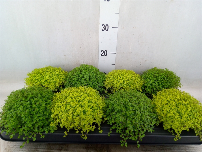 <h4>Soleirolia soleirolii   ...mix 2</h4>