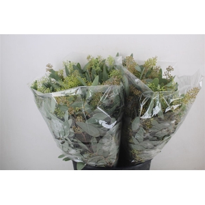 Euca Populus Berry Short 150gr P Bunch