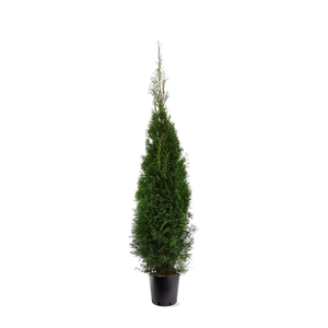 Thuja occidentalis 'Smaragd' (zonder etiket)