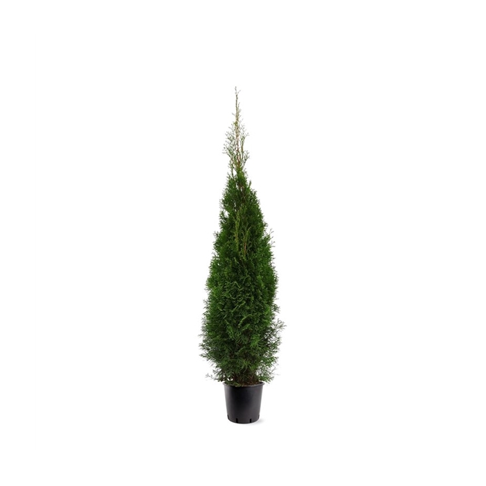 <h4>Thuja occidentalis 'Smaragd' (zonder etiket)</h4>