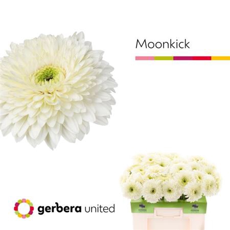 <h4>Ge Gr Pom Terra Moon Kick</h4>