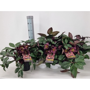 Helleborus niger HGC Ice 15Ø 40cm 35fl