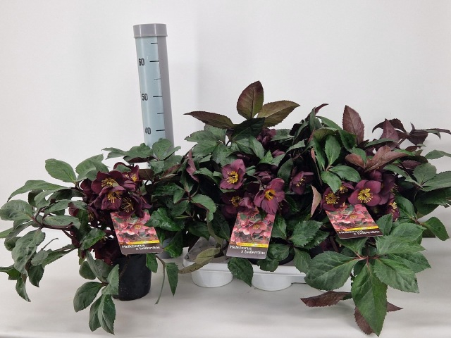 Helleborus niger HGC Ice 15Ø 40cm 35fl