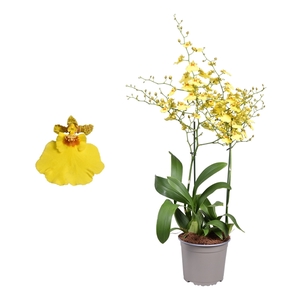 Oncidium 'Münsterland Stern' toef 2 tak 17 cm