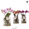 Arrangementen Kolibri H% glas 43ROOTMIX