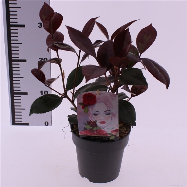 <h4>Camellia japonica 'Femme Fatale'</h4>